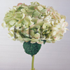 hydrangea wholesale green flowers